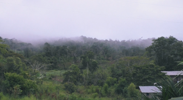 Forêt extrait documentaire SENAC