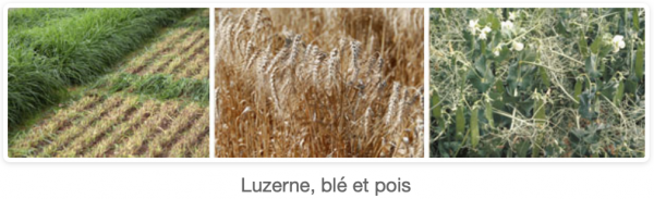 Luzerne, blé ét pois