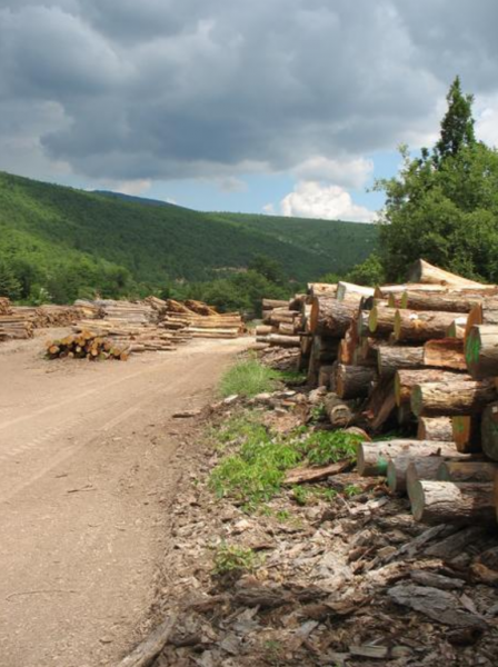 PACA bois énergie arbres coupés