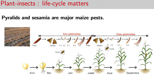 Plant-insects: Life-cycle matters_Itemaize