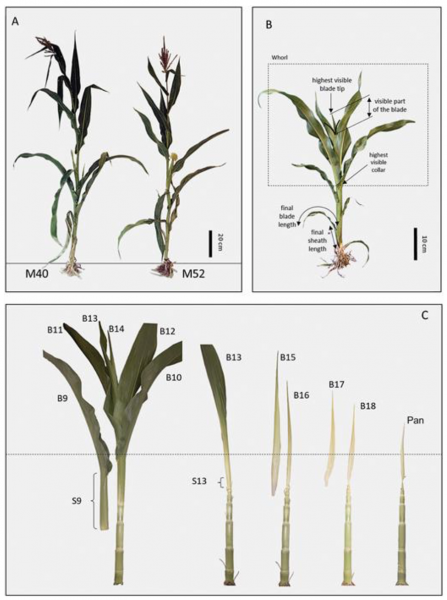 Two maize cultivars of contrasting leaf size show different leaf elongation rates with identical patterns of extension dynamics and coordination