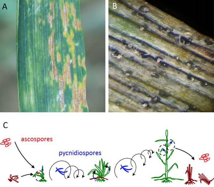 Quel est le potentiel adaptatif de populations de champignon (Zymoseptoria tritici) responsable de la septoriose du blé aux changements globaux (climat)?