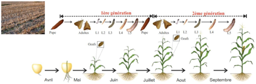 Maïs: cycles de vie, sélection, adaptations, insectes nuisibles