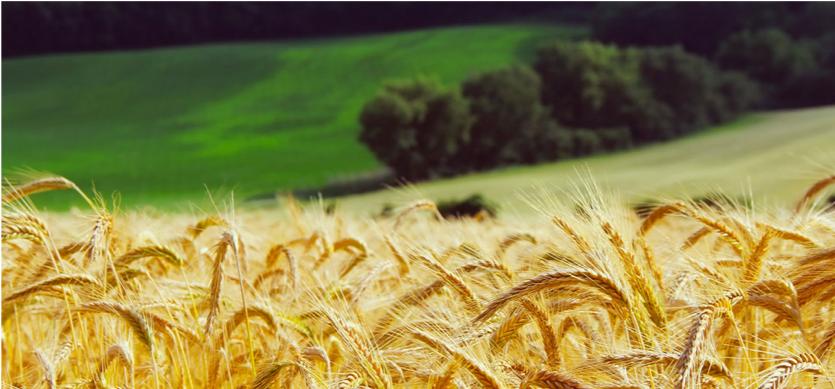 Transition vers des territoires durables : agricultures et alimentation